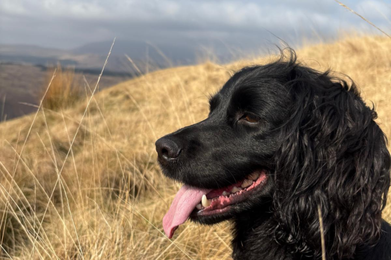 _Dog 1
