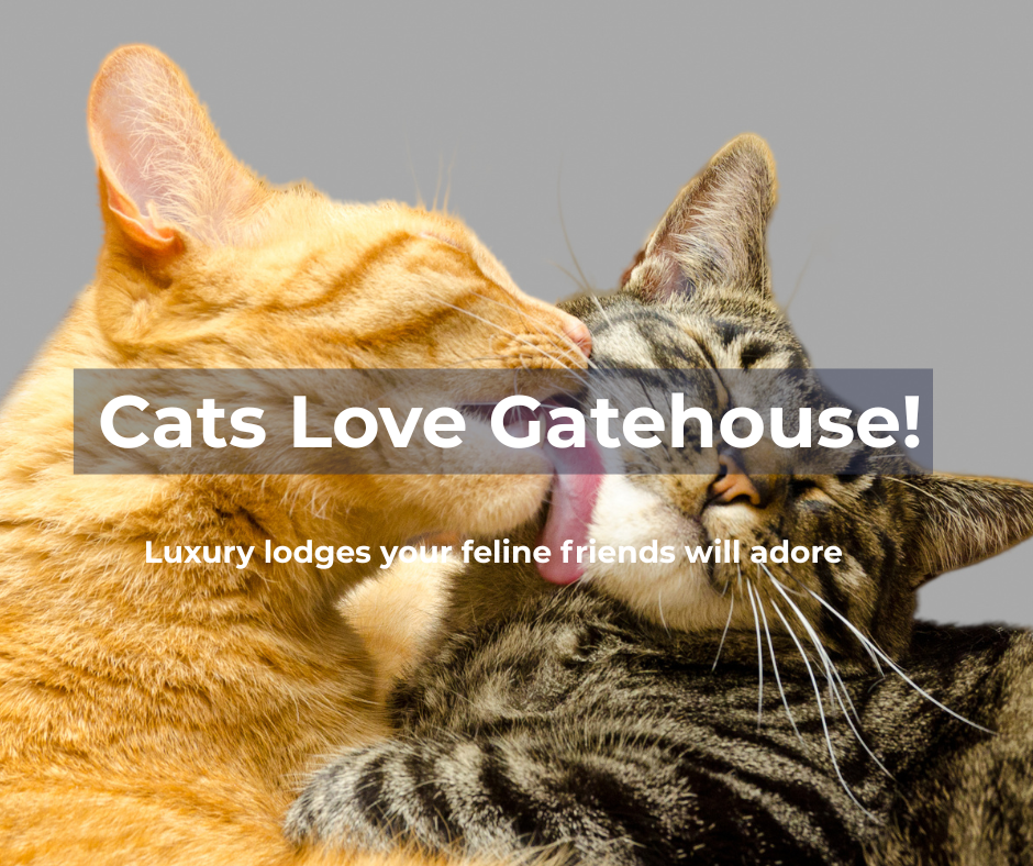 Two cats cuddling, promoting cat-friendly luxury lodges at Gatehouse Luxury Lodges