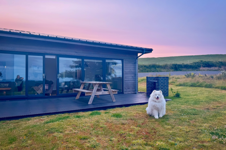 White Samoyed dog enjoying the grass outside a luxury lodge in Scotland