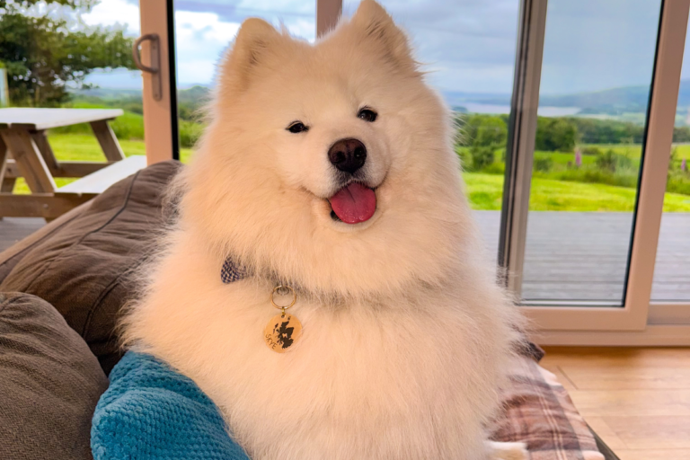 Fluffy cream dog relaxing on sofa inside luxury lodge
