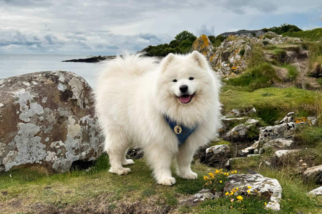 Dog standing at shoreline of sandy Scottish beach