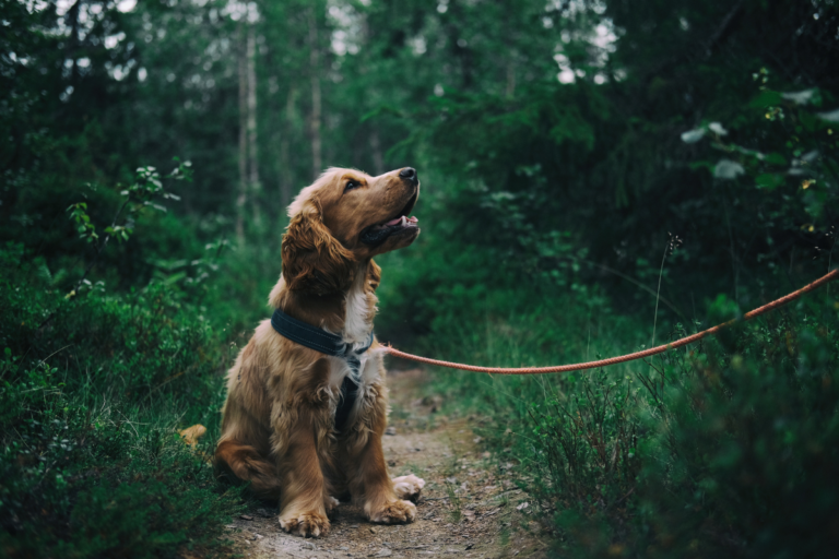 Dog outside in the woods