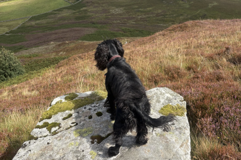Black dog sitting on rock overlooking Dumfries & Galloway hills