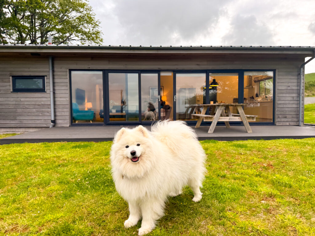 White dog outside a luxury lodge in Dumfries and Galloway, Scotland.