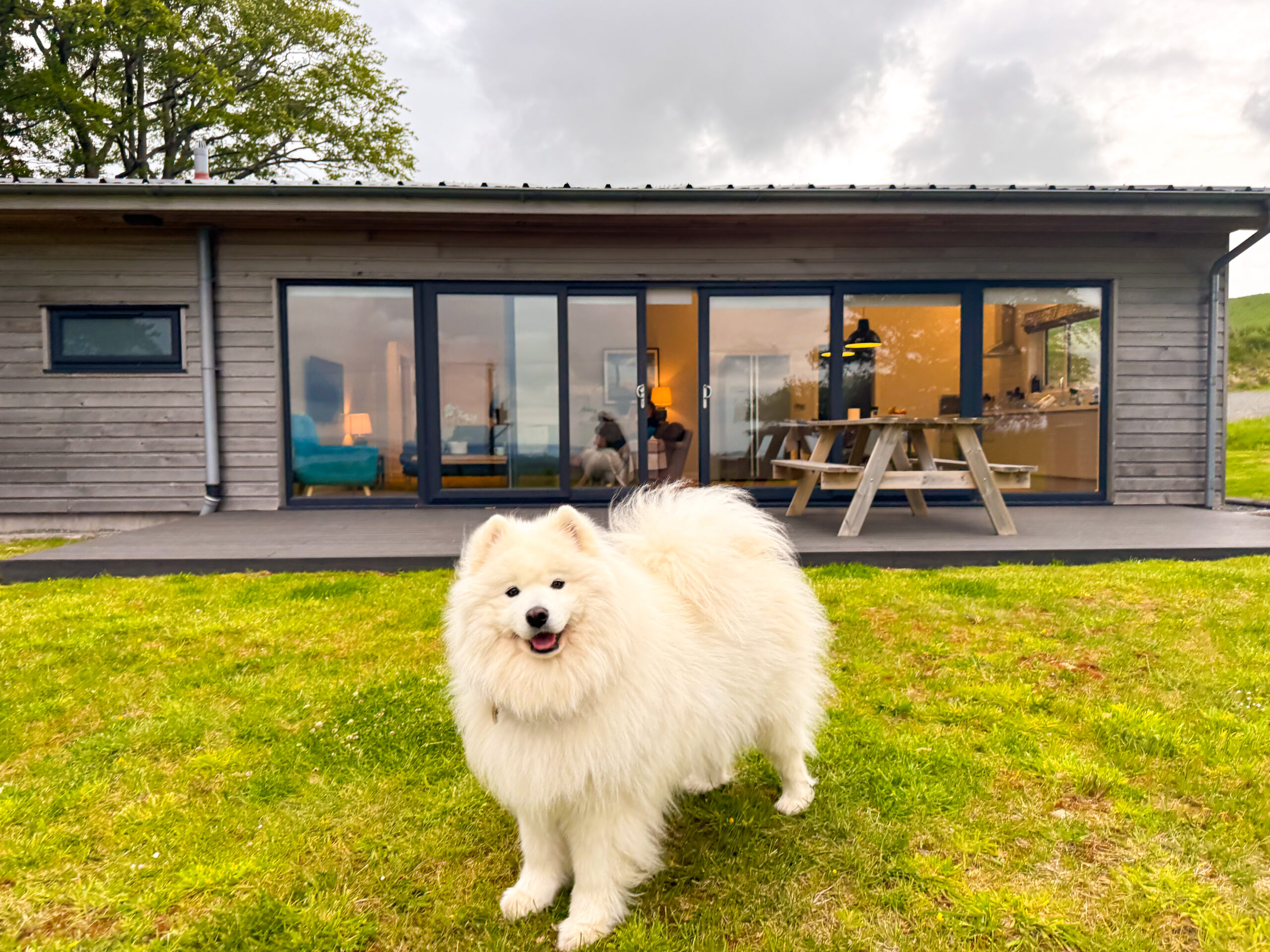 White dog outside a luxury lodge in Dumfries and Galloway, Scotland.