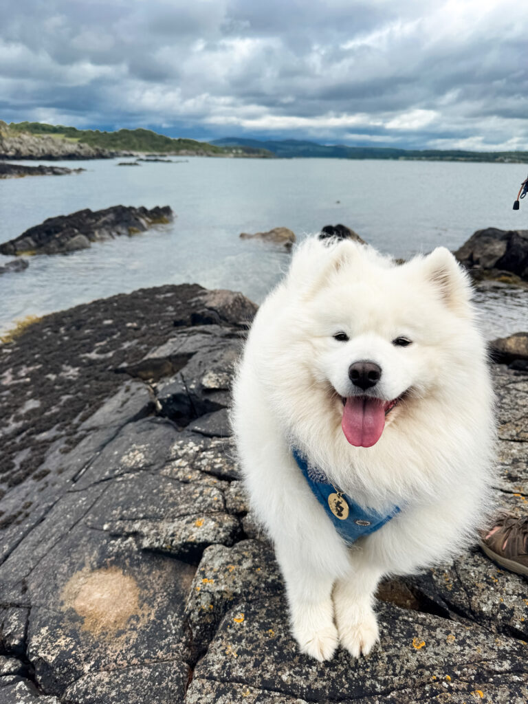 White dog enjoying the hillside with scenic views in Dumfries and Galloway, Scotland.