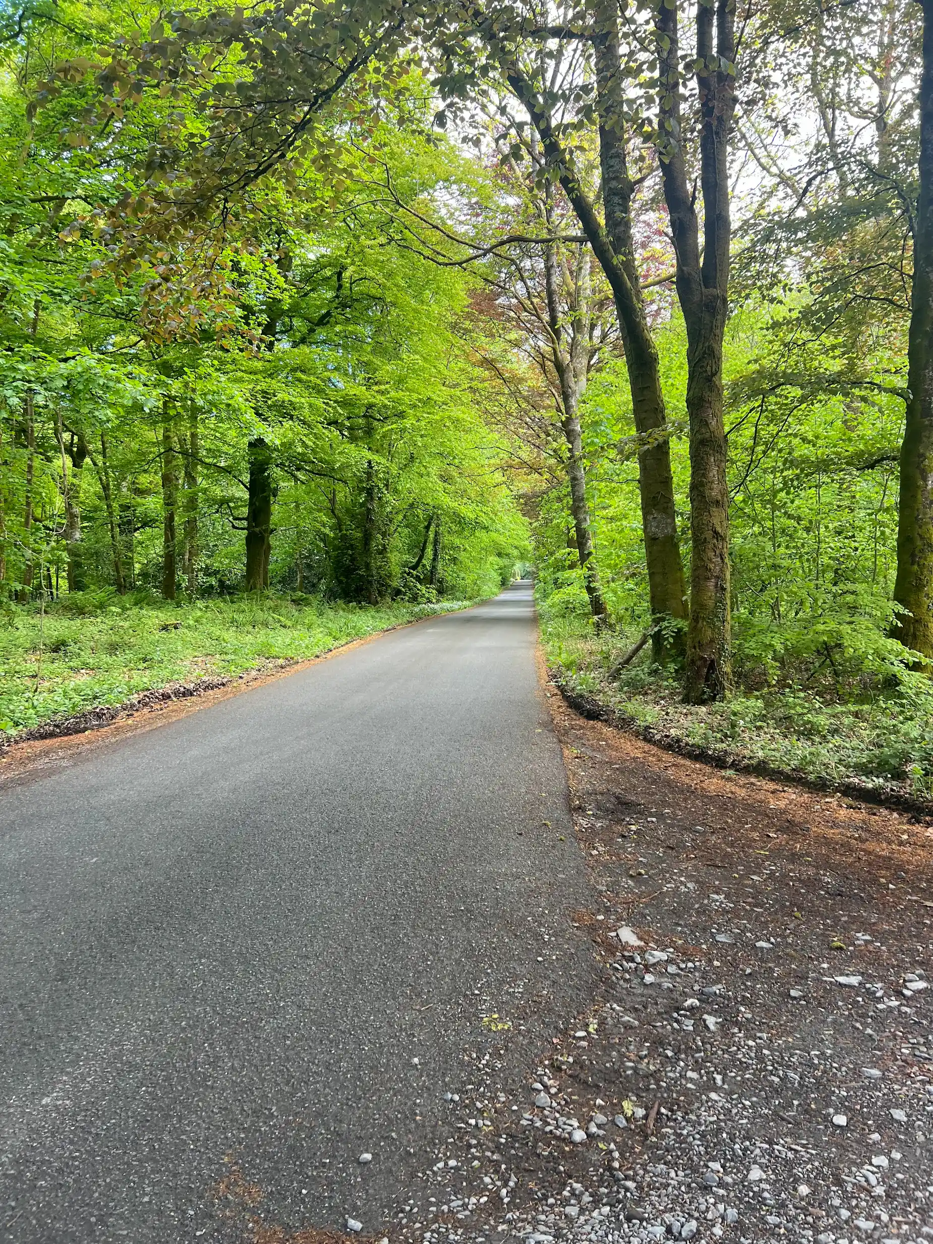 Cally Drive — the tree-lined avenue leading to the Cally Palace Hotel, Gatehouse of Fleet
