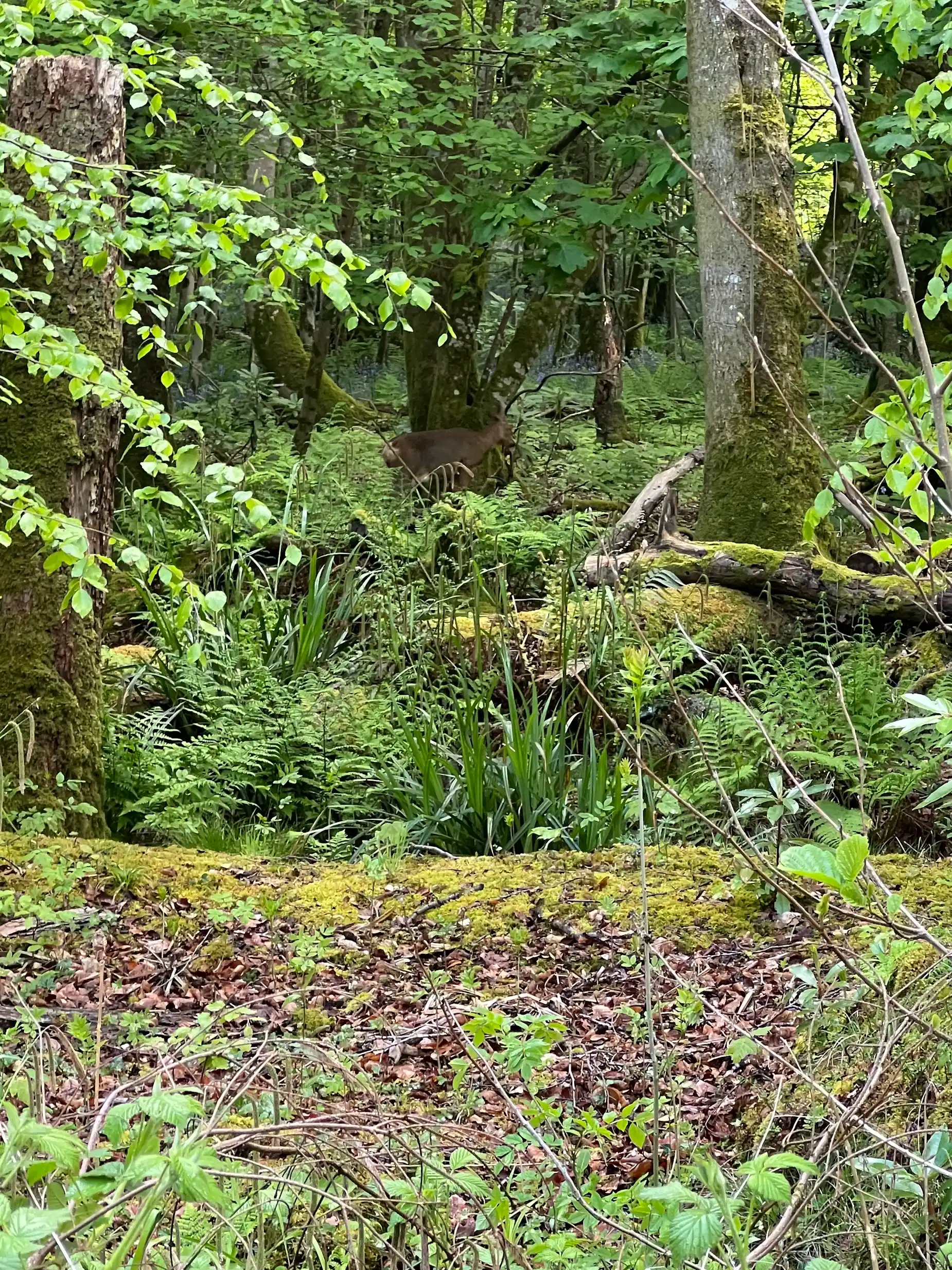 A roe deer spotted in Cally Woods near Gatehouse of Fleet