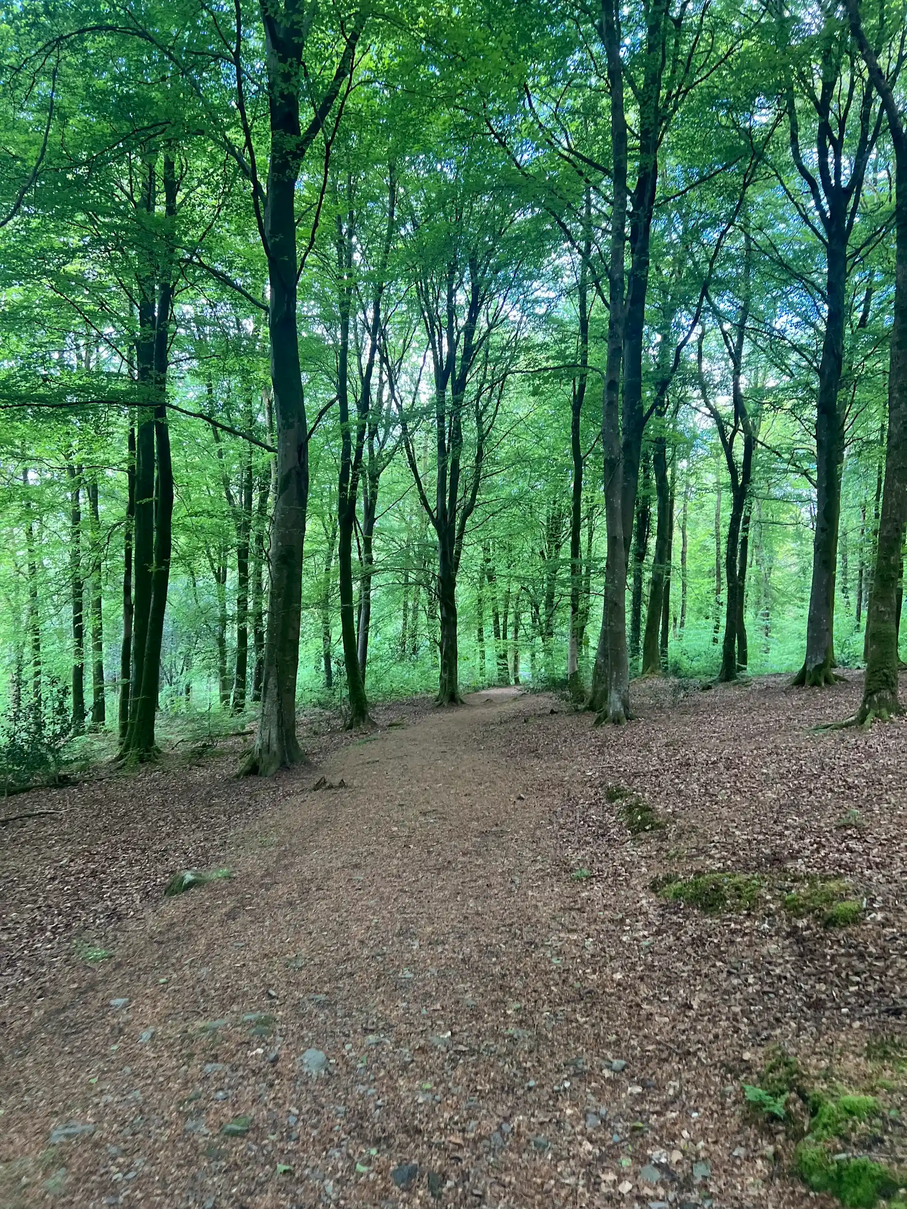 The wide beech woodland path in Cally Woods, Gatehouse of Fleet