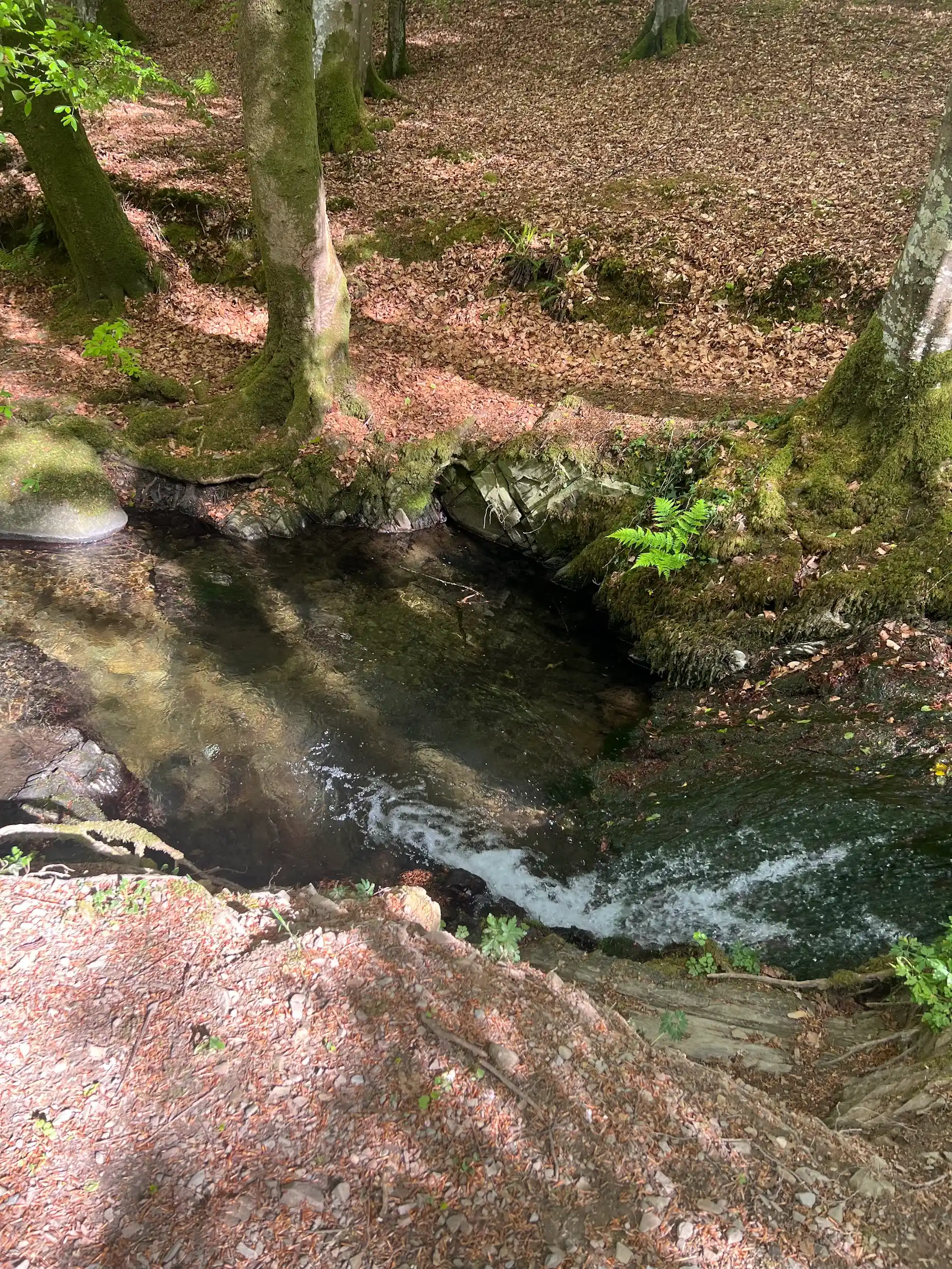A clear pool below the waterfall in Cally Woods, Gatehouse of Fleet