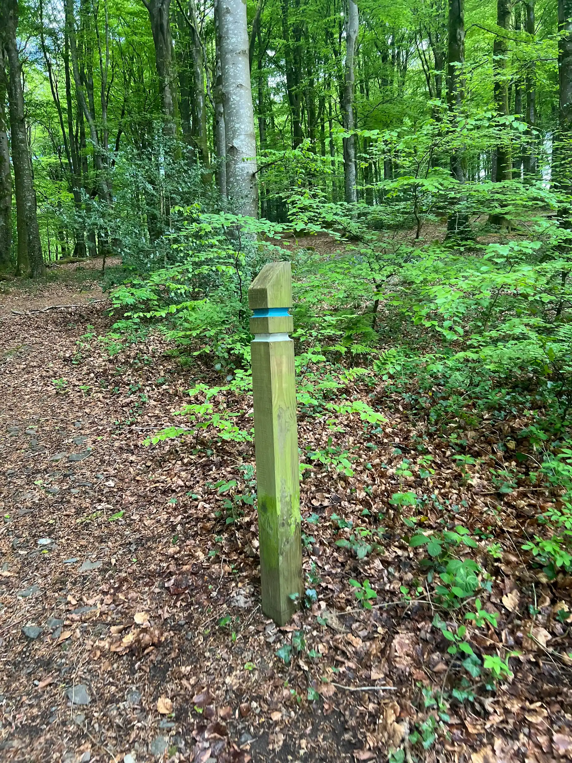 A waymarker post in Cally Woods — take the right-hand path here