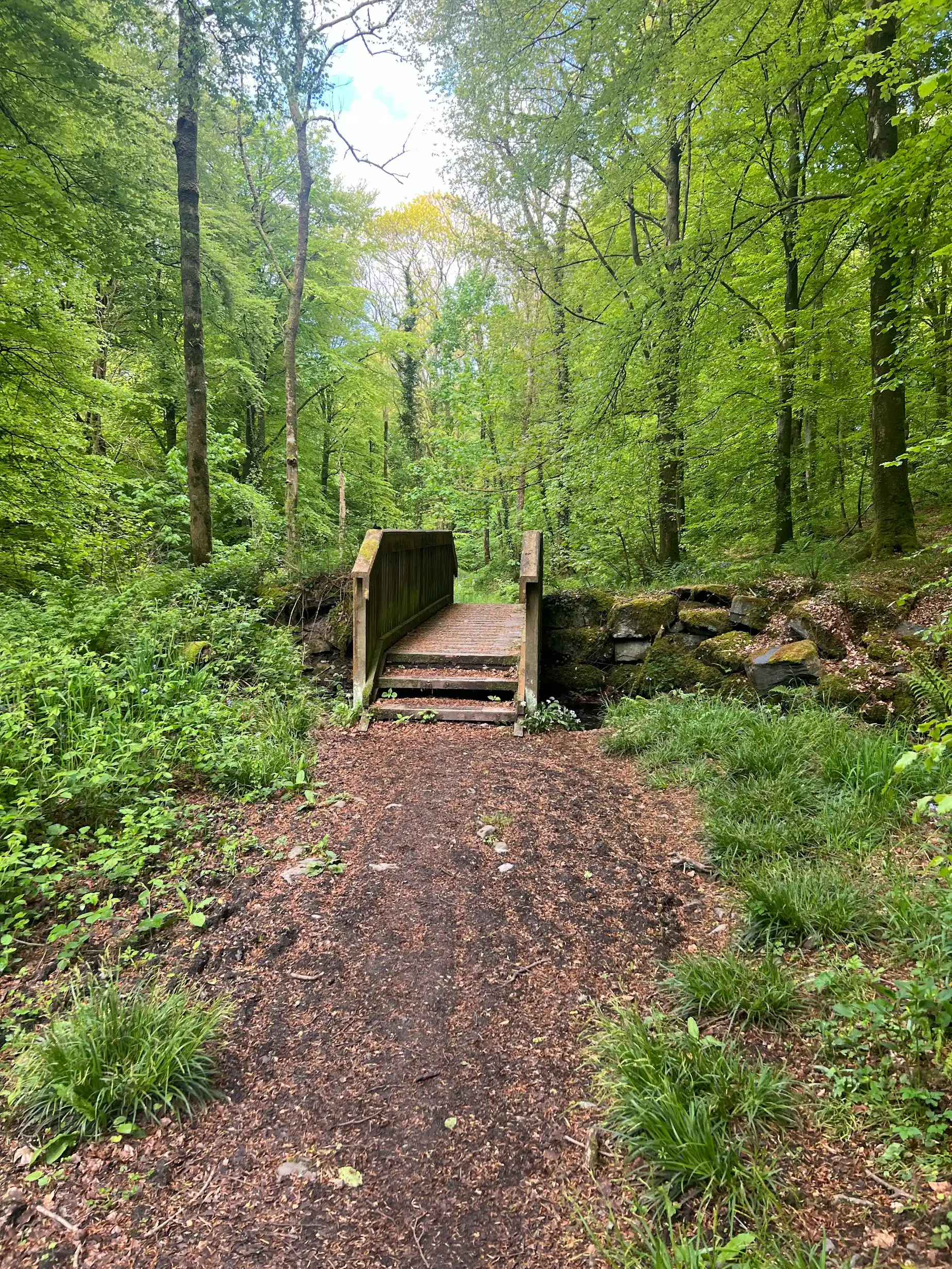 The wooden footbridge in Cally Woods, Gatehouse of Fleet — stepped on both sides