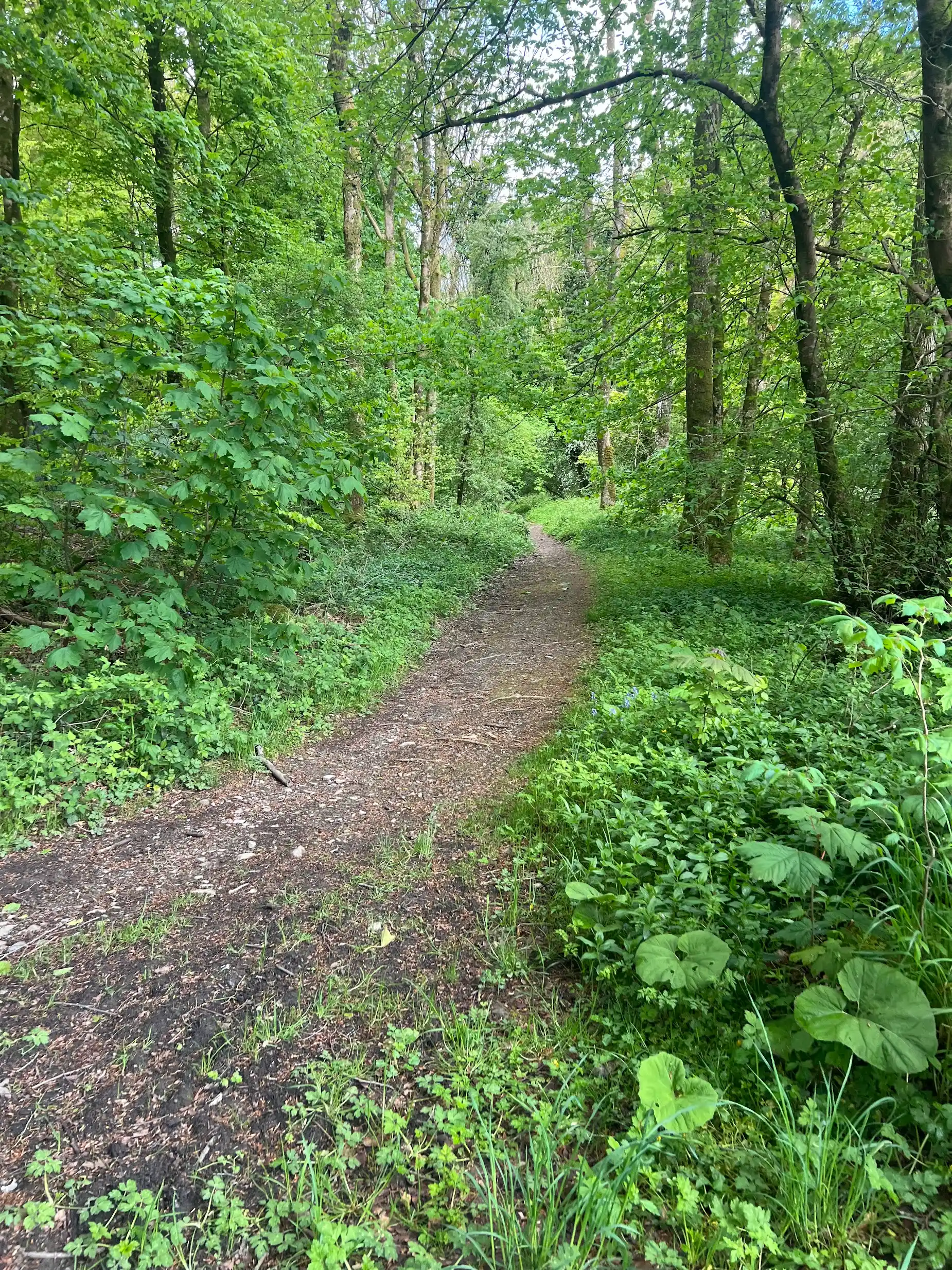 The path into Cally Woods just inside Robbers Gate, Gatehouse of Fleet