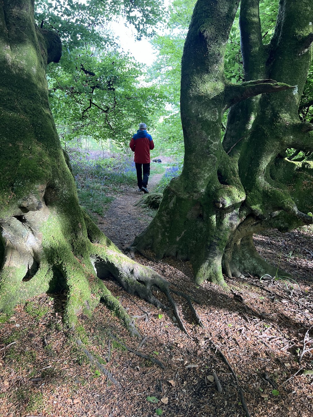 Ancient moss-covered tree roots and walker in Carstramon Wood, Dumfries and Galloway