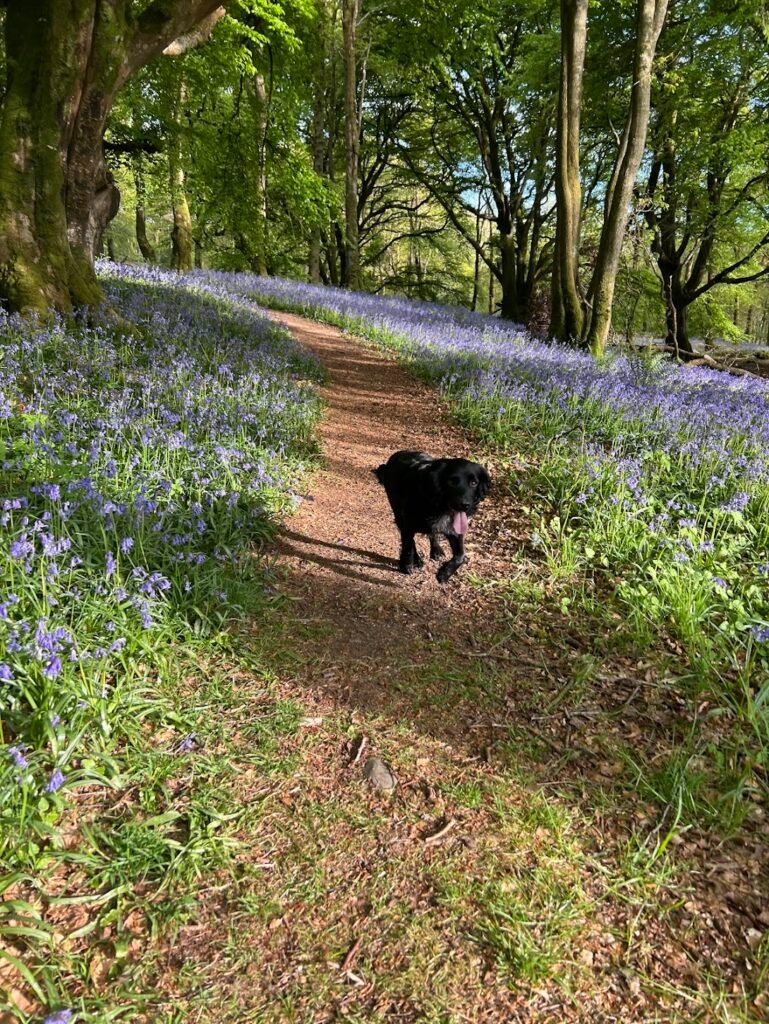 Dog walking through bluebell woods near Gatehouse of Fleet, South West Scotland