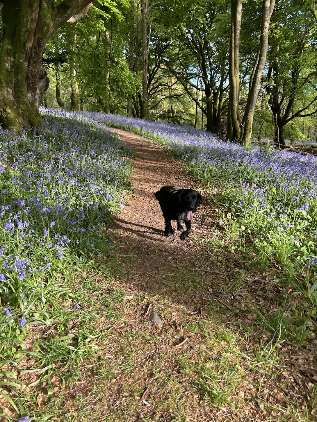 Wooden footbridge through bluebells in Carstramon Wood near Gatehouse of Fleet