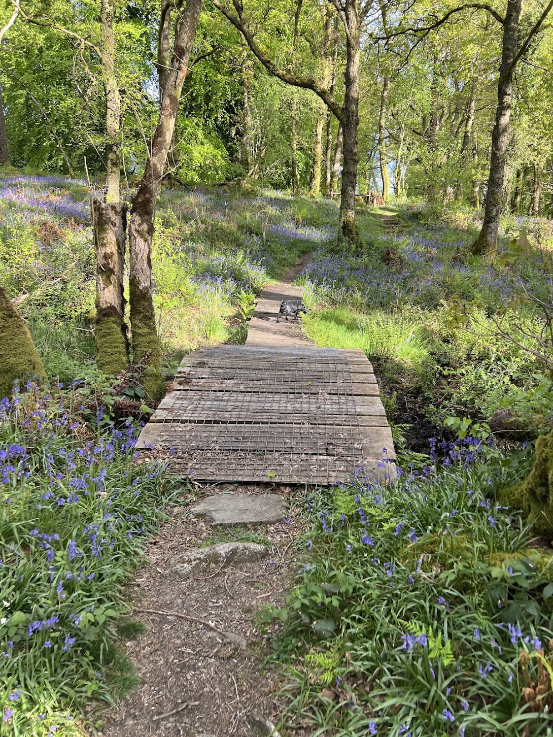Stream running through bluebells in Carstramon Wood woodland, Scotland