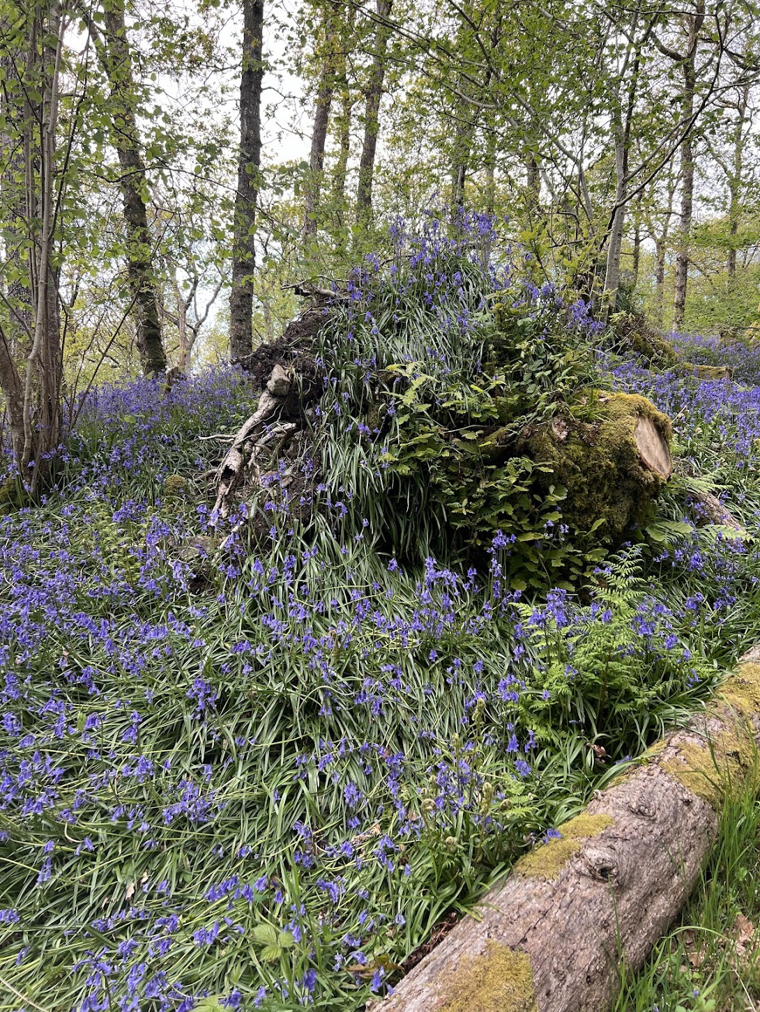 Bluebells growing over a fallen oak root ball in Carstramon Wood, Dumfries and Galloway