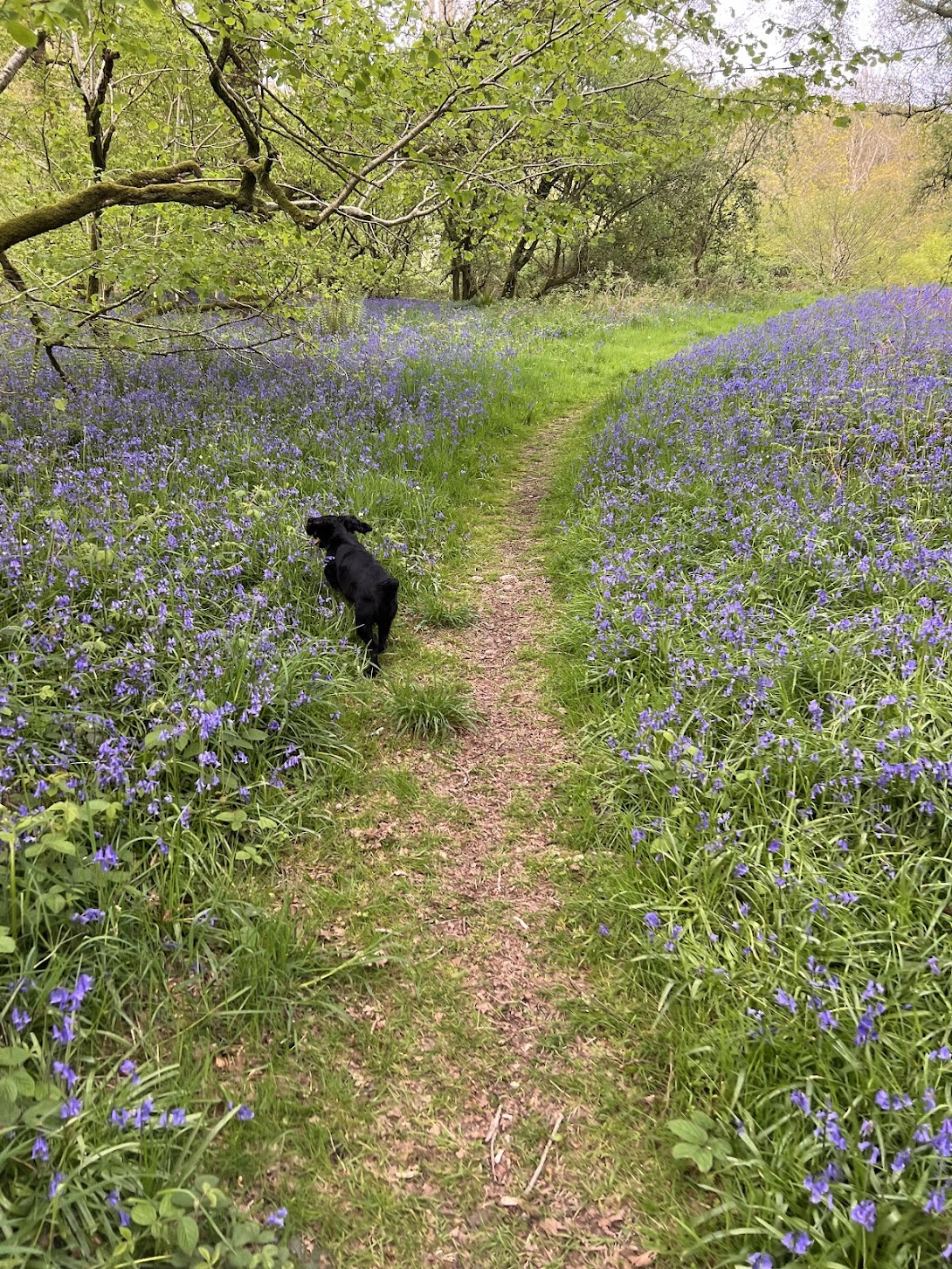 Dog walking on a bluebell path in Carstramon Wood, Dumfries and Galloway