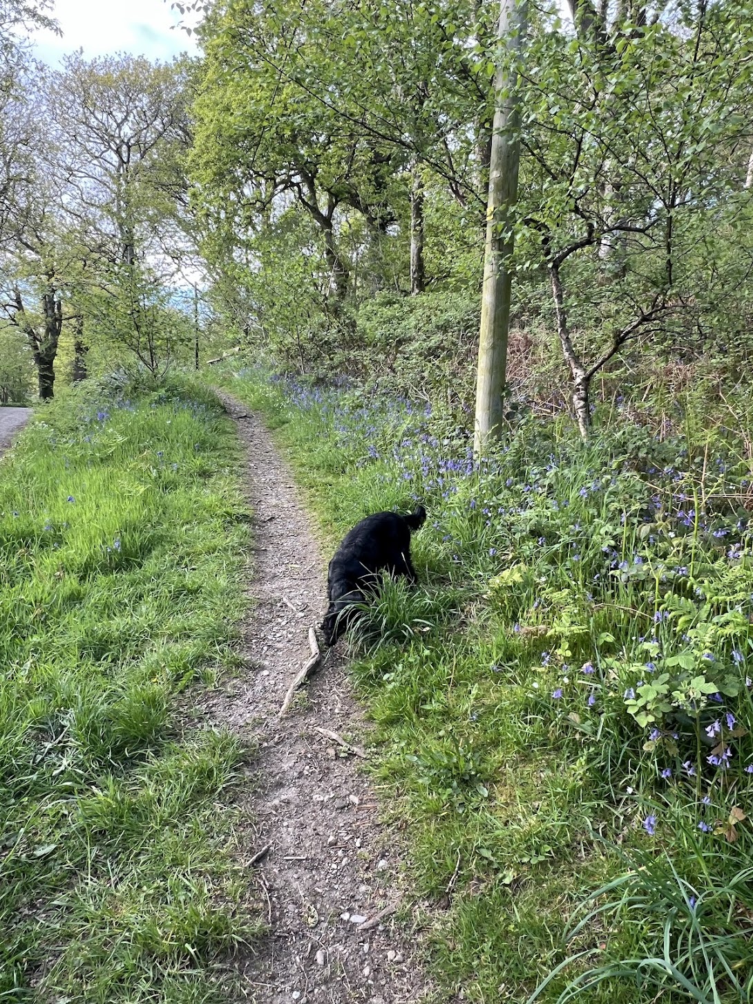 Dog on the path into Carstramon Wood, dog-friendly woodland walk near Gatehouse of Fleet