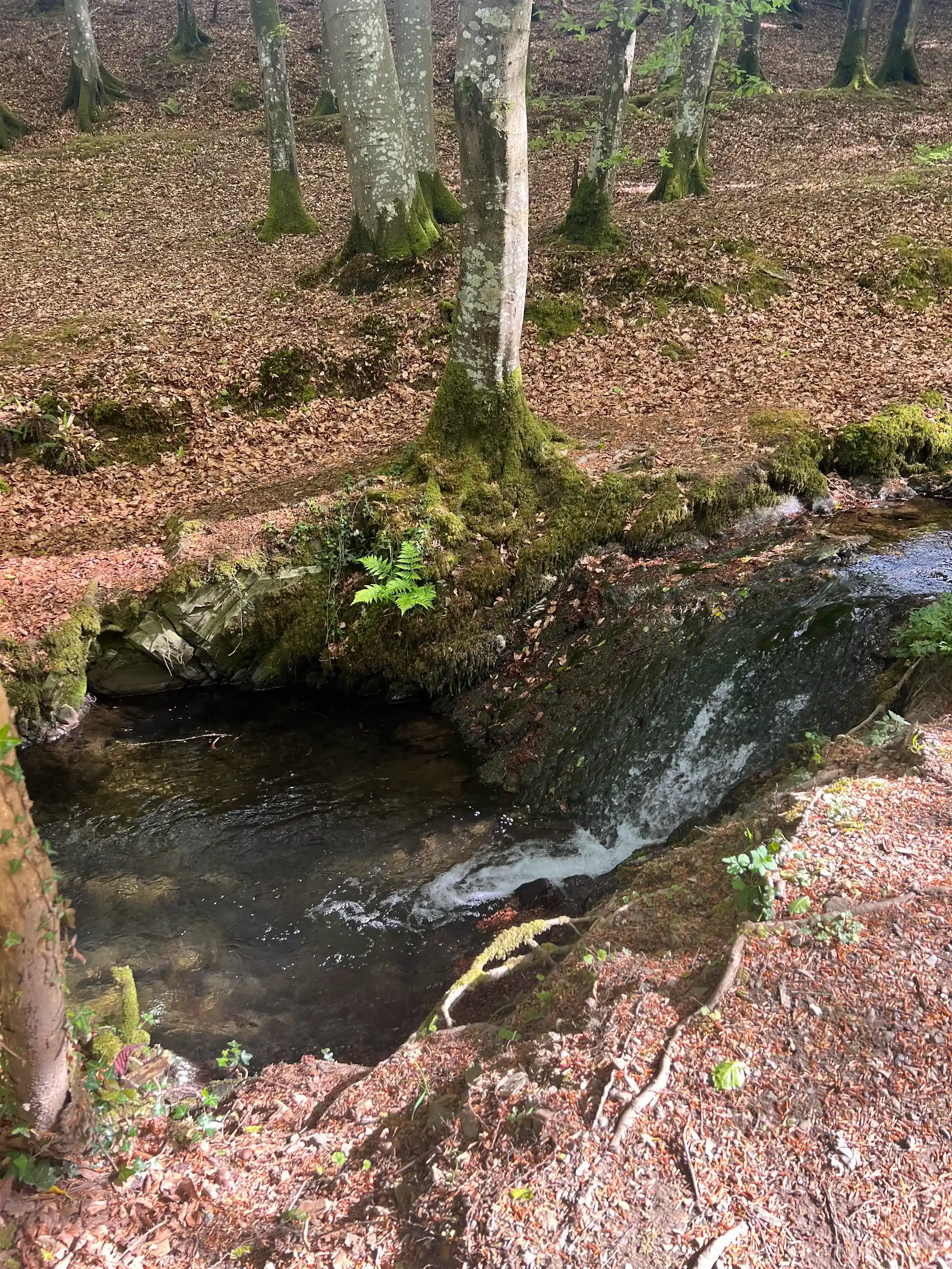 A small waterfall in Cally Woods with beech trees and autumn leaves, Gatehouse of Fleet