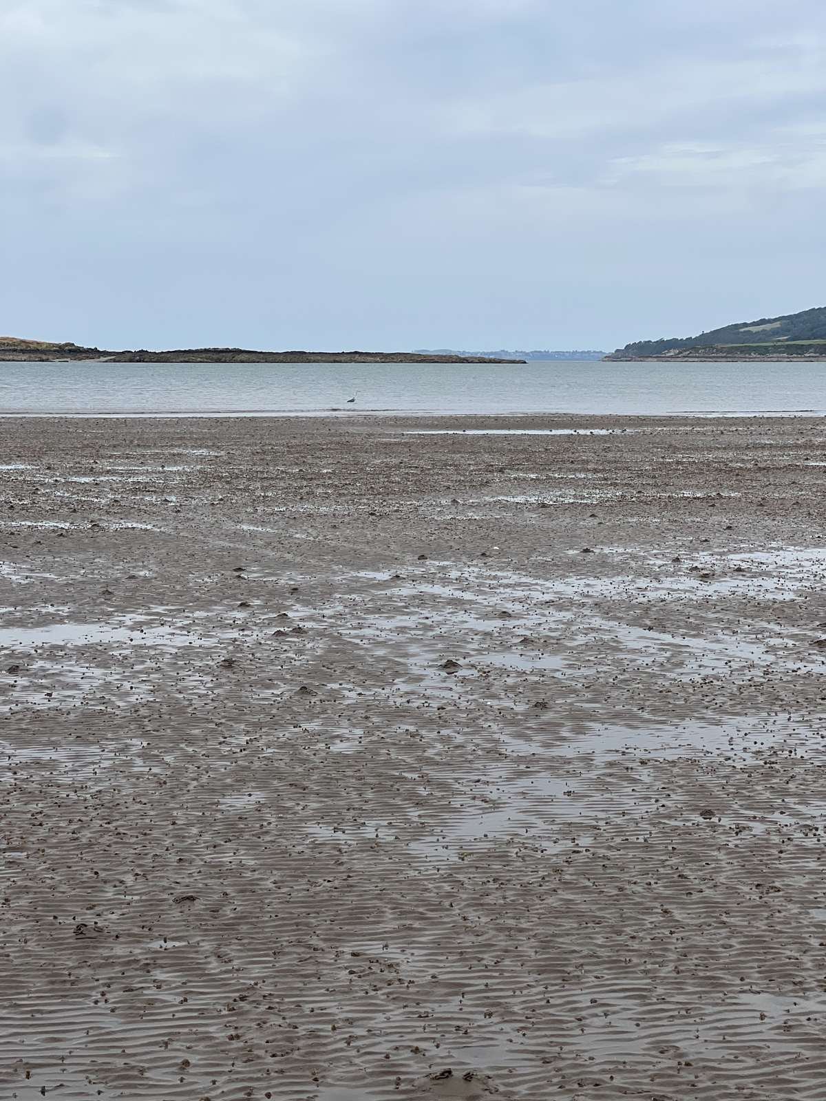 Carrick Bay beach at low tide with grazing livestock, South West Scotland