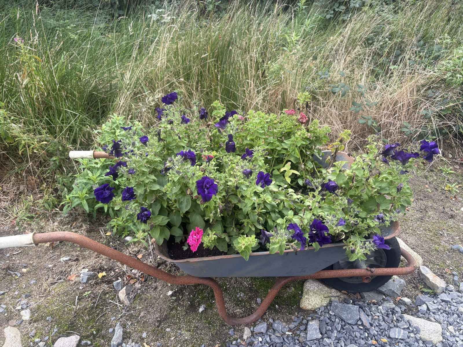 Flowers in a wheelbarrow outside the Glentrool cafe