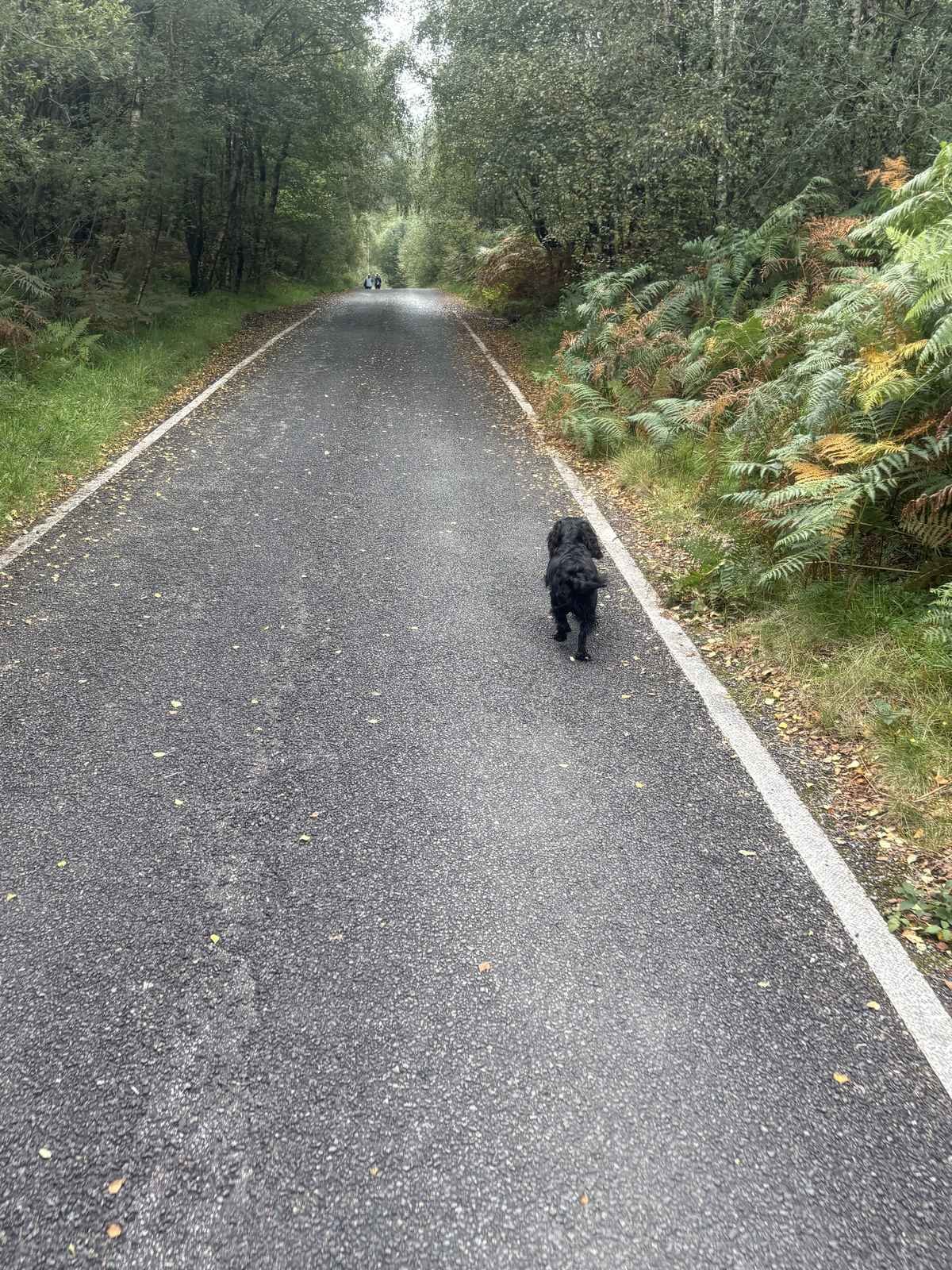 Tilly the dog on the drive to Glentrool